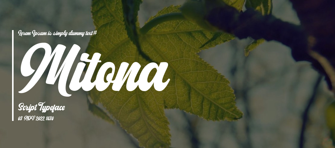 Mitona Script Font