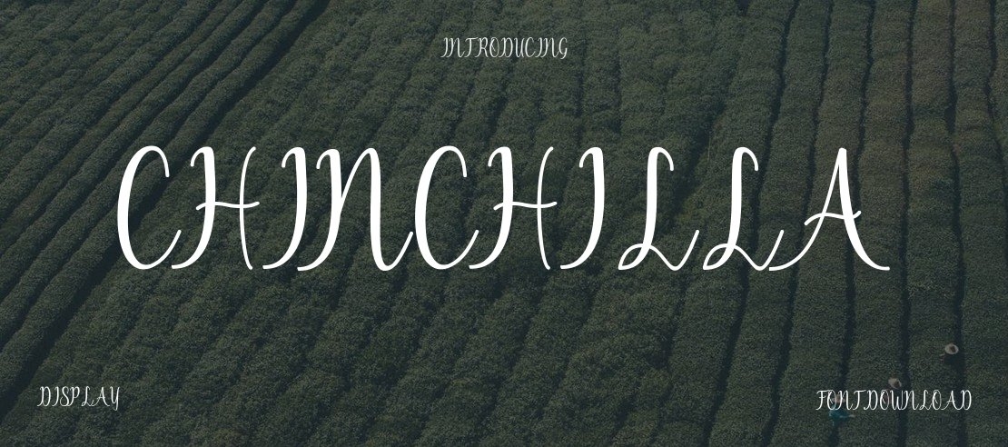 Chinchilla Font