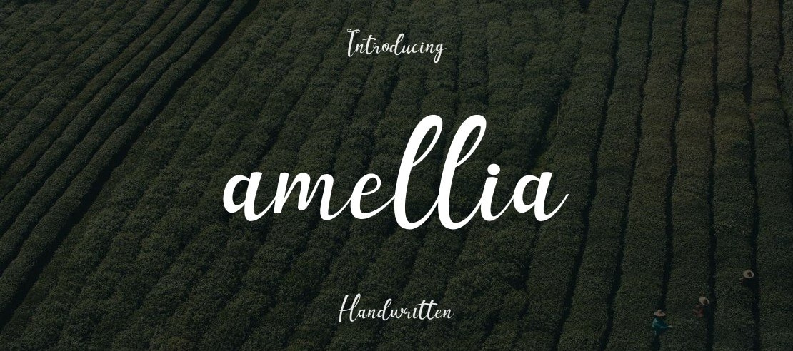 amellia Font