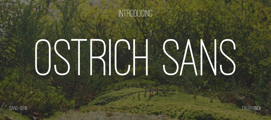 Ostrich Sans Font Family