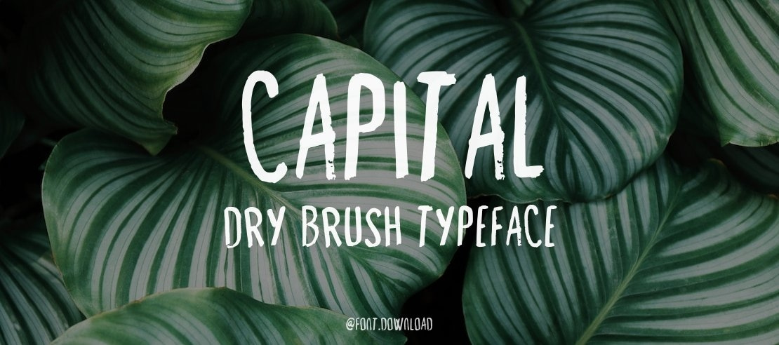 Capital Dry Brush Font