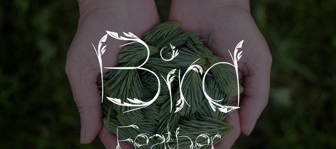 Bird Feather Font