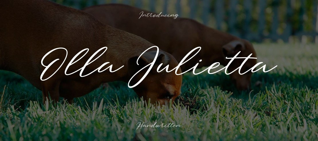 Olla Julietta Font