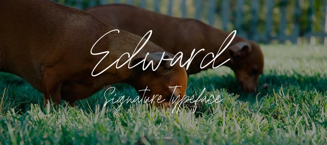 Edward Signature Font