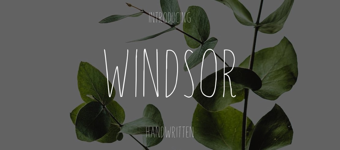 Windsor Font