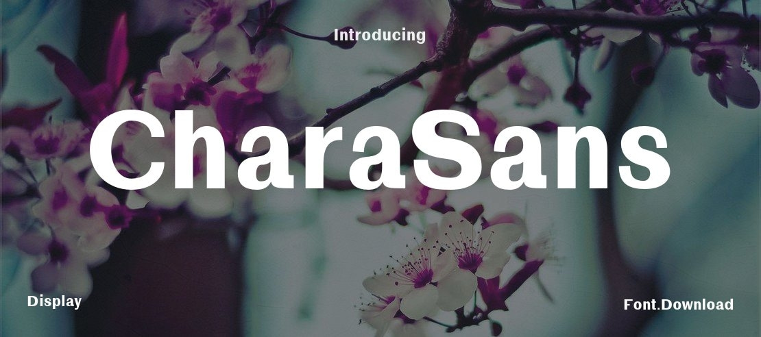 CharaSans Font Family